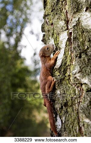 Squirrel climbing on a tree View Large Photo Image Stock Photo - Squirrel climbing on a tree . Fotosearch