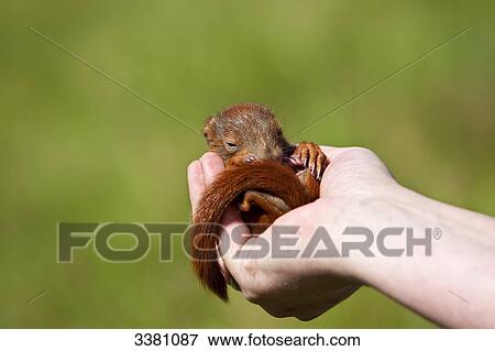 Squirrel, young dear, in a hand View Large Photo Image Stock Photo - Squirrel, young dear, in a hand . Fotosearch