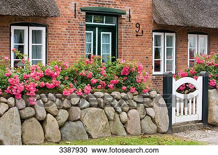Stone wall with flowers and wooden gate in front of a thatched-roof house, Keitum, Sylt, Germany View Large Photo Image Stock Image - Stone wall with flowers and wooden gate in front of a thatched-roof house, Keitum, Sylt, Germany . Fotosearch
