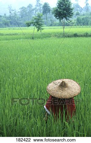 Straw hat in rice paddy, China View Large Photo Image Stock Image - Straw hat in rice paddy, China . Fotosearch