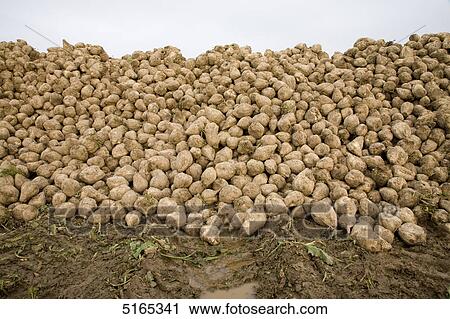 Sugar beets View Large Photo Image Stock Image - Sugar beets . Fotosearch