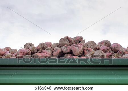 Stock Photograph - Sugar beets . Fotosearch