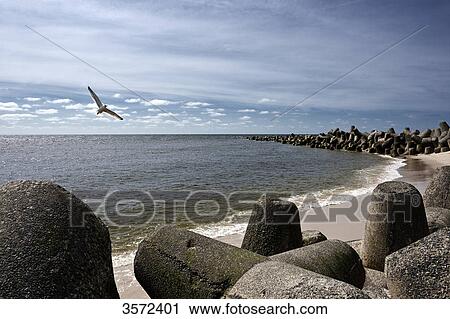 Tetrapodes at the coast at Hoernum, Sylt, Germany View Large Photo Image Stock Image - Tetrapodes at the coast at Hoernum, Sylt, Germany . Fotosearch
