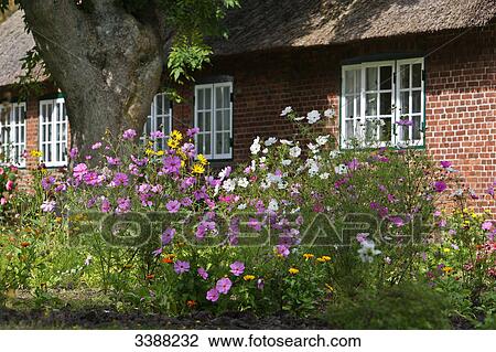 Thatched house and flowering Cosmea, Keitum, Sylt, Schleswig-Holstein, Germany View Large Photo Image Stock Image - Thatched house and flowering Cosmea, Keitum, Sylt, Schleswig-Holstein, Germany . Fotosearch