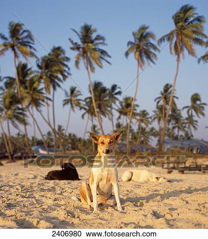 Three dogs on beach, India View Large Photo Image Stock Image - Three dogs on beach, India . Fotosearch