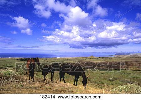 Three horses standing in field, Chile View Large Photo Image Picture - Three horses standing in field, Chile . Fotosearch
