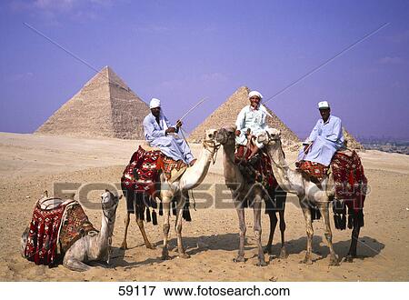 Three men riding camels, Giza Pyramids, Egypt, Africa View Large Photo Image Stock Photo - Three men riding camels, Giza Pyramids, Egypt, Africa . Fotosearch