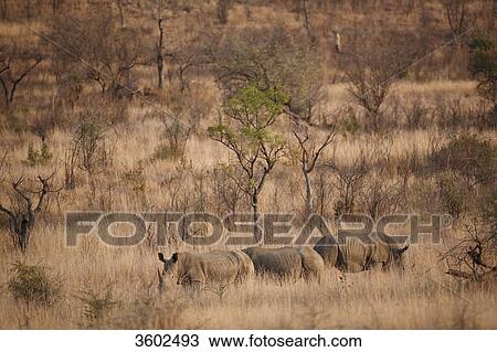 Stock Image - Three White Rhinoceri (Ceratotherium simum) in the savannah, Pilanesberg Game Reserve, South Africa . Fotosearch