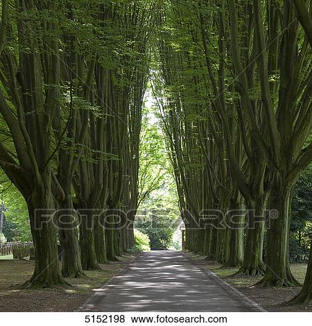 Stock Photo - Tree alley at cemetery, Dortmund, North Rhine-Westphalia, Germany, Europe . Fotosearch