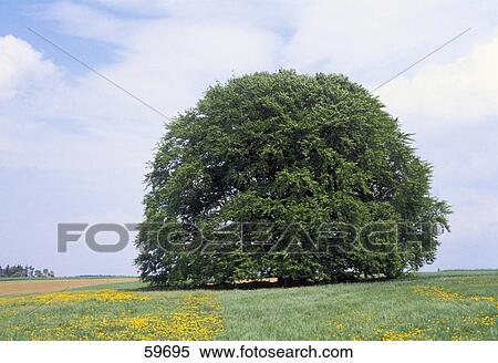 Stock Photography - Tree on rural landscape . Fotosearch