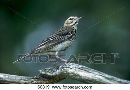 Tree Pipit (Anthus trivialis) bird perching on branch View Large Photo Image Stock Photo - Tree Pipit (Anthus trivialis) bird perching on branch . Fotosearch