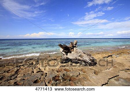 Tree stump on the beach of Bramble Haven, Louisiade Archipelago, Papua New Guinea View Large Photo Image Stock Image - Tree stump on the beach of Bramble Haven, Louisiade Archipelago, Papua New Guinea . Fotosearch