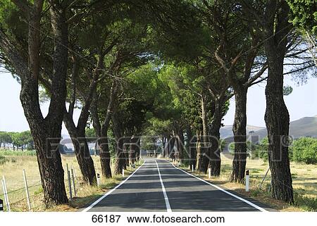 Trees along empty countryroad, Sicily, Italy View Large Photo Image Stock Photo - Trees along empty countryroad, Sicily, Italy . Fotosearch
