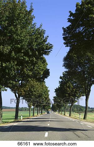 Trees along empty countryroad, Burgundy, France View Large Photo Image Stock Image - Trees along empty countryroad, Burgundy, France . Fotosearch
