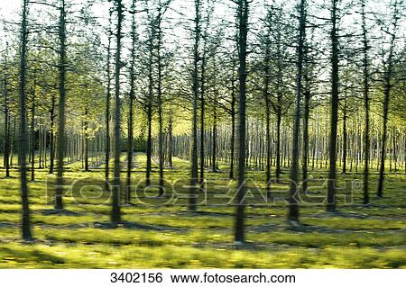 Stock Photograph - Trees in a tree nursery, Schleswig-Holstein, Germany . Fotosearch