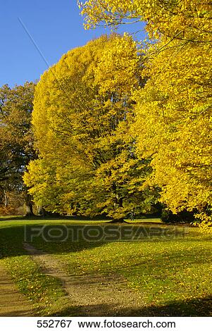 Trees in autumn, Virginia Water, Surrey, England View Large Photo Image Stock Photo - Trees in autumn, Virginia Water, Surrey, England . Fotosearch