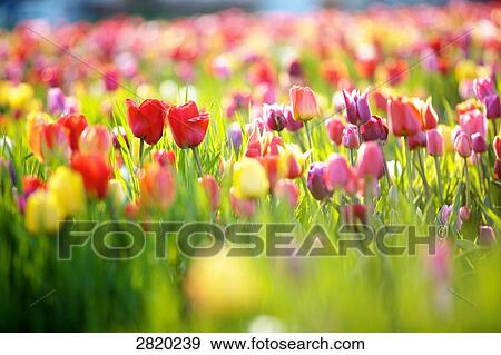 tulip field, close-up View Large Photo Image Stock Photo - tulip field, close-up . Fotosearch