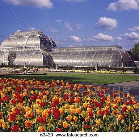 Tulips in front of house, Kew Gardens, London, France, Europe View Large Photo Image Stock Photo - Tulips in front of house, Kew Gardens, London, France, Europe . Fotosearch