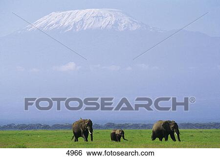 Two African Elephants (Loxodonta africana) walking with its calf in field, Mount Kilimanjaro, Amboseli National Park, Kenya View Large Photo Image Stock Photograph - Two African Elephants (Loxodonta africana) walking with its calf in field, Mount Kilimanjaro, Amboseli National Park, Kenya . Fotosearch