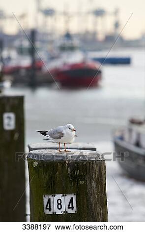Stock Photo - Two Black-headed gulls (Larus ridibundus) on dolphins at harbour, Hamburg, Germany . Fotosearch