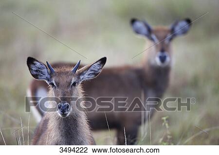 Stock Image - Two common waterbucks, Kobus ellipsiprymnus, Queen Elizabeth National Park, Uganda, East Africa, Africa . Fotosearch