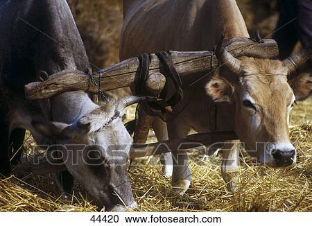 Stock Image - Two cows eating straw hay in stable . Fotosearch