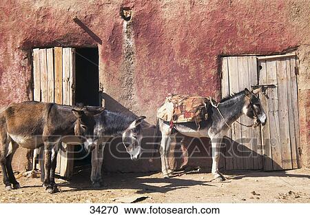 Two donkeys in front of house, Morocco View Large Photo Image Stock Image - Two donkeys in front of house, Morocco . Fotosearch