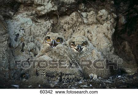 Two Eagle owls (Bubo bubo) in its nest  View Large Photo Image Stock Image - Two Eagle owls (Bubo bubo) in its nest . Fotosearch