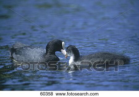 Two Eurasian Coot (Fulica atra) birds floating on water View Large Photo Image Stock Photo - Two Eurasian Coot (Fulica atra) birds floating on water . Fotosearch