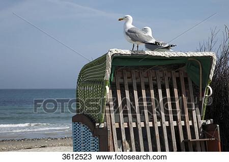 Stock Image - Two European Herring Gulls (Larus argentatus) on beach chair, Helgoland, Germany . Fotosearch