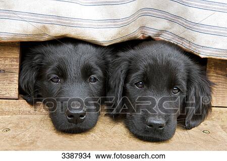 Picture - Two Flat-Coated Retriever looking out of a doghouse, portrait . Fotosearch