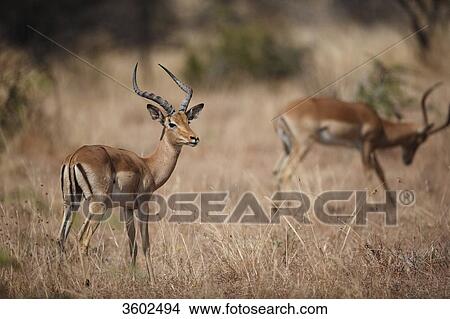 Picture - Two Impalas (Aepyceros melampus) in the savannah, Pilanesberg Game Reserve, South Africa . Fotosearch