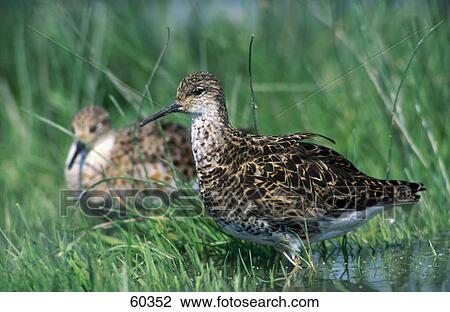 Two male Ruff (Philomachus pugnax) birds in water View Large Photo Image Stock Image - Two male Ruff (Philomachus pugnax) birds in water . Fotosearch