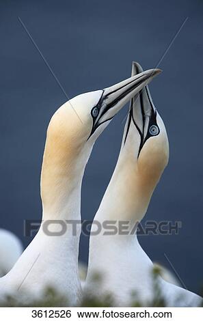 Two Northern Gannets (Morus bassanus) mating, Helgoland, Germany, portrait View Large Photo Image Stock Photograph - Two Northern Gannets (Morus bassanus) mating, Helgoland, Germany, portrait . Fotosearch