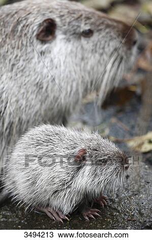 Stock Image - Two nutrias, Myocastor coypus, Saarland, Germany, Europe . Fotosearch