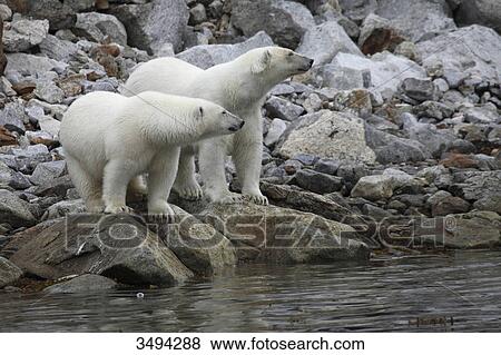 Two polar bears, Ursus maritimus, standing at coast, Polar ocean, Spitsbergen, Norway, Europe View Large Photo Image Stock Photo - Two polar bears, Ursus maritimus, standing at coast, Polar ocean, Spitsbergen, Norway, Europe . Fotosearch