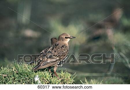 Stock Photo - Two Starling (Sturnus vulgaris) birds on grass . Fotosearch