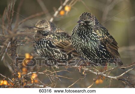 Stock Photograph - Two Starling (Sturnus vulgaris) birds perching on berries branch . Fotosearch