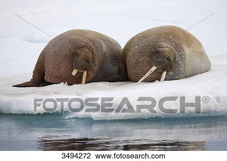 Two Walruses, Odobenus rosmarus, lying on ice floe, Spitsbergen, Norwegen, Europe View Large Photo Image Stock Image - Two Walruses, Odobenus rosmarus, lying on ice floe, Spitsbergen, Norwegen, Europe . Fotosearch