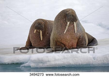 Stock Image - Two Walruses, Odobenus rosmarus, lying on ice floe, Spitsbergen, Norwegen, Europe . Fotosearch