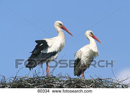 Two White Stork (Ciconia ciconia) birds on its nest View Large Photo Image Picture - Two White Stork (Ciconia ciconia) birds on its nest . Fotosearch