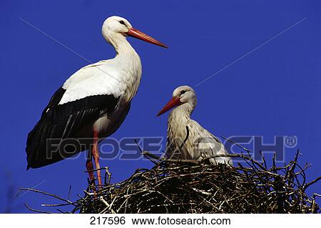 Two White Stork (Ciconia ciconia) birds on its nest View Large Photo Image Stock Photograph - Two White Stork (Ciconia ciconia) birds on its nest . Fotosearch