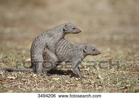 Stock Photograph - Two zebra mongooses, Mungos mungo, mating, Pilanes Game Reserve, North West, South Africa, Africa . Fotosearch