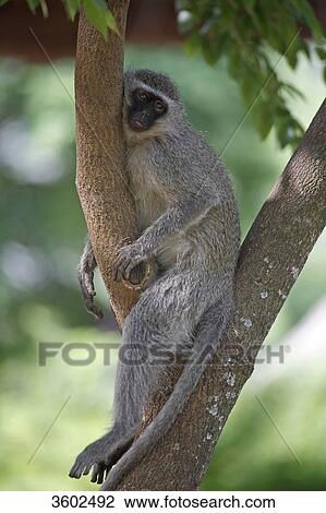 Vervet Monkey (Chlorocebus pygerythrus) in tree, Pilanesberg Game Reserve, South Africa  View Large Photo Image Stock Image - Vervet Monkey (Chlorocebus pygerythrus) in tree, Pilanesberg Game Reserve, South Africa . Fotosearch