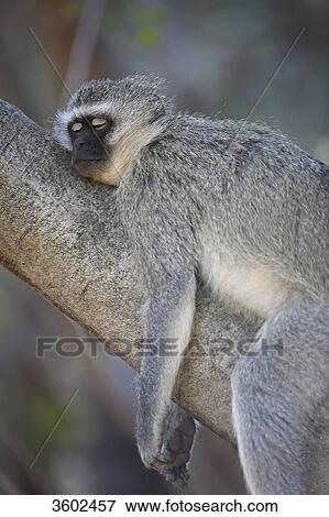 Vervet Monkey (Chlorocebus pygerythrus) sleeping in tree, Pilanesberg Game Reserve, South Africa View Large Photo Image Stock Photo - Vervet Monkey (Chlorocebus pygerythrus) sleeping in tree, Pilanesberg Game Reserve, South Africa . Fotosearch