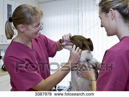 Veterinarian and assistant examining dog View Large Photo Image Stock Photo - Veterinarian and assistant examining dog . Fotosearch