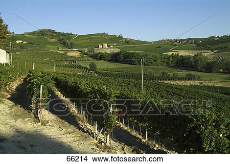 Picture - Vineyard on rural landscape, Piemonte, Asti, Italy . Fotosearch