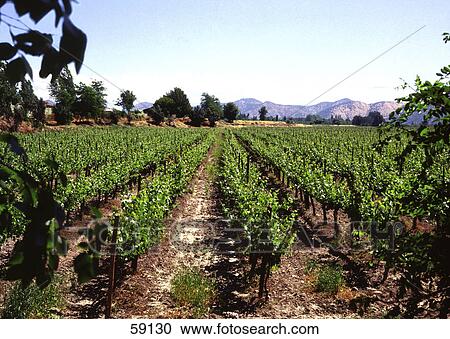 Stock Image - Vineyard under blue sky, Chile . Fotosearch