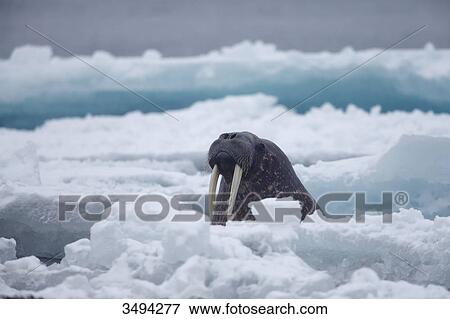 Stock Photo - Walrus, Odobenus rosmarus, swimming in arctic ocean, Spitsbergen, Norwegen, Europe . Fotosearch