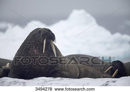 Walruses, Odobenus rosmarus, lying on ice floes, Spitsbergen, Norwegen, Europe View Large Photo Image Stock Photo - Walruses, Odobenus rosmarus, lying on ice floes, Spitsbergen, Norwegen, Europe . Fotosearch